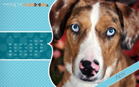 Apirl Dog - abstract, dogs, blue, cute dogs, calender