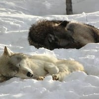 Wolves Laying in Snow