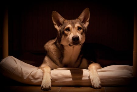 Saarloos Wolfhond  - nose, cunning, wolf, ears, beautiful, german shepherd, wolfhound, strong, mix, canine, saarloos wolfhond, cute