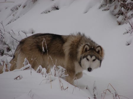 Wolfdog - cunning, winter, wolf, face, dog, snow, beautiful, mix, canine