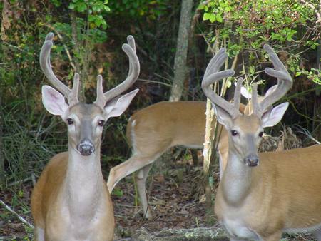 The Deer - nature, trees, animals, bucks, deer