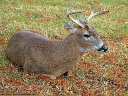 Buck Lying Down - nature, deer lying down, animals, meadow, bucks, grass, deer