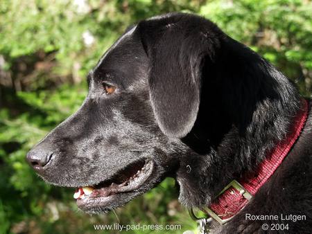 Black Lab - labradors, dogs, nature