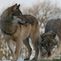 Timber Wolves