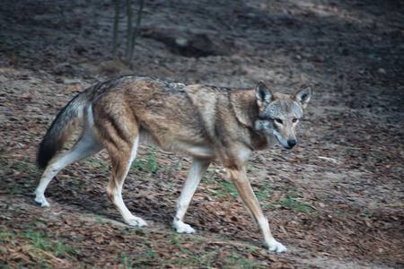 Red Wolf - nature, red wolves, wolves, wild animals