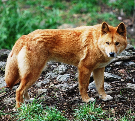 Dingo (type of dog) - dogs, nature, wild dogs, rocks