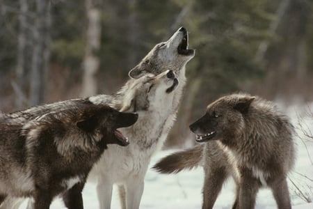 The Morning Howl - majestic, wolf, canine, dog, pack, mythical, free, grey wolf, dogs, winter, black wolf, beautiful, friendship, wolf pack, love, howl, wolves, black, grey