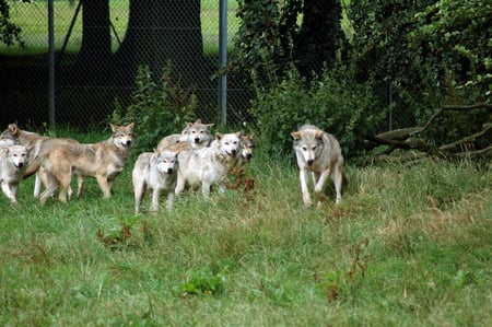 Wolf Pack - wolf, beautiful, majestic, canine, dog, friendship, pack, wolf pack, mythical, love, howl, wolves, free, black, grey, dogs