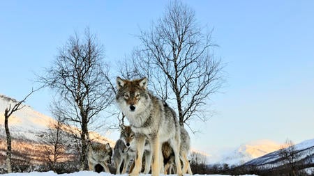 The Wolf Pack for DN - guardians, majestic, wolf, canine, great, dog, pack, mythical, free, grey wolf, dogs, stare, beautiful, friendship, wolf pack, love, howl, wolves, grey