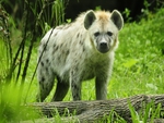 Hyena