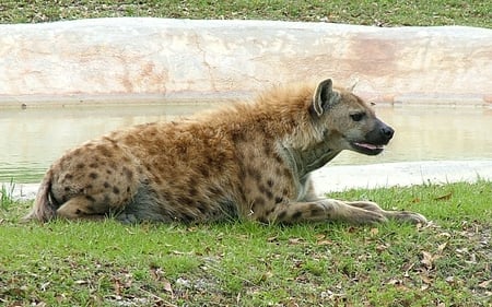 Hyena - animal, nature, wildlife, hyena