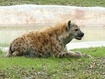 Hyena