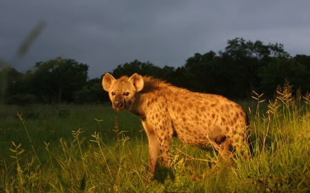 Hyena - hyena, animal, nature, wildlife