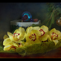 Still life with orchids