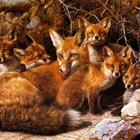 The fox family