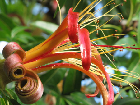 Baobab Flower