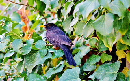 Blue Bird - animals, beautiful, leaves, blue, leafs, nature, blue bird, birds, green