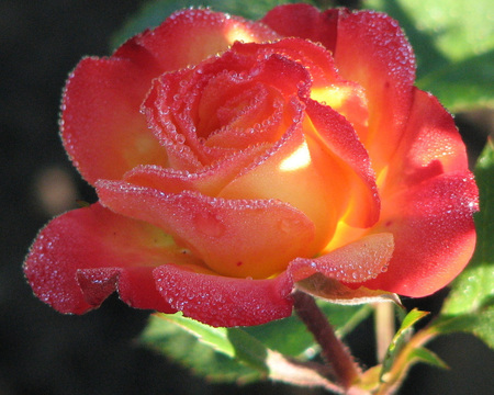 Beautiful rose - beauty, single rose, water drops, rose, sunny day, flower