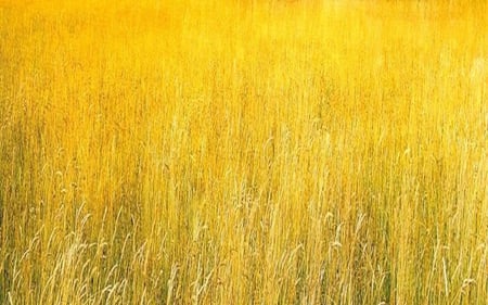 golden grass - grass, yellow, gold, light