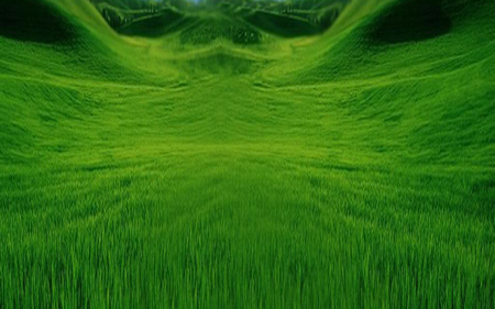 green velly - green, field, forest, grass