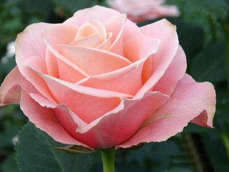 pink-rose - nature, roses, pink, beautiful, big, flowers, rose, flower