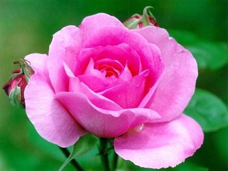 pink-rose 4s - nature, roses, pink, beautiful, big, flowers, rose, flower