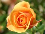 yellow-rose