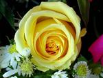 yellow-rose 1f