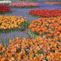 multicolour-garden-of-tulips