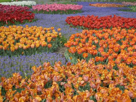 multicolour-garden-of-tulips - nature, beautiful, tulips, flowers, colors, garden