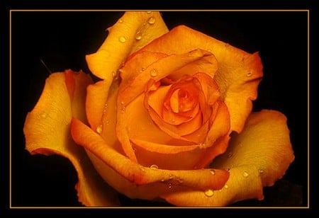 Beauty of nature - beauty of nature, amazing, water drops, yellow rose, rose, beauty, flower