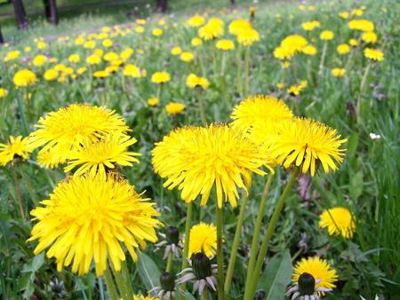 sow-thistle-in-meadow - nature, yellow, beautiful, meadow, flowers, flower