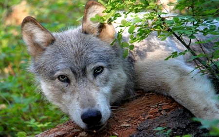 HANDSOME BOY - wolf, handsome, wildlife, predator, timber