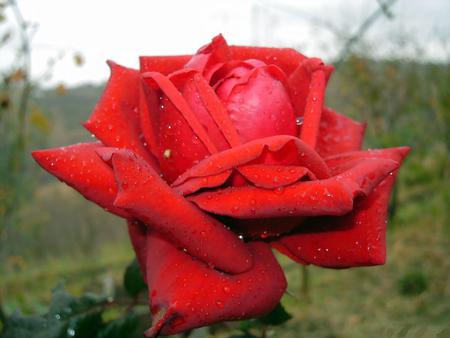 big-lovely-red-rose - nature, red, beautiful, big, flowers, rose, flower