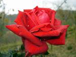 big-lovely-red-rose