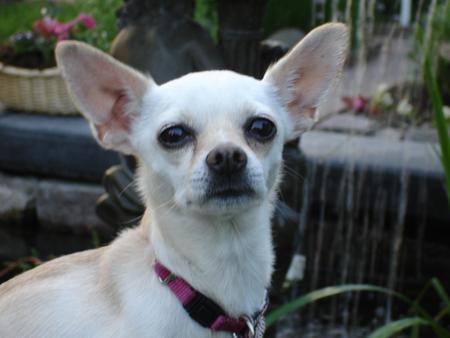 The Cute Chihuahua - cute dogs, little dogs, nature, mexican dogs, chihuahua