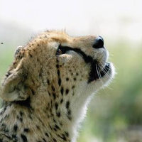 Cheetah Sniffing