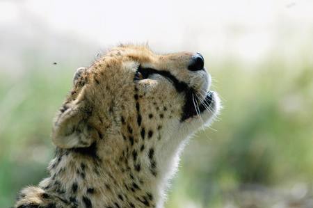 Cheetah Sniffing - wildlife, cute animals, kittens, baby cheetah, cheetah, baby animals, spotted animals, nature, big cats, flowers