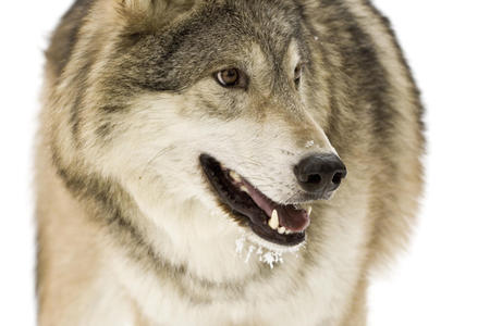 The Wolf - wolves, nature, wildlife, gray wolves, snow