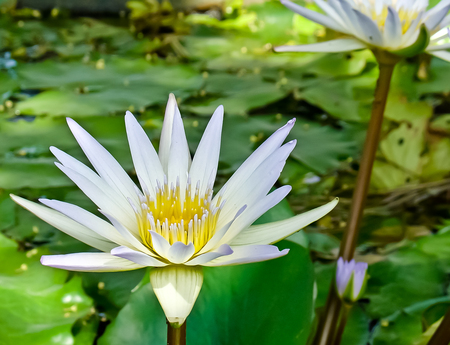 Things Of Beauty - white, lotus, white flower, white flowers, beautiful, flowers, nature, green