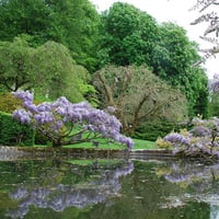 Spring Reflection