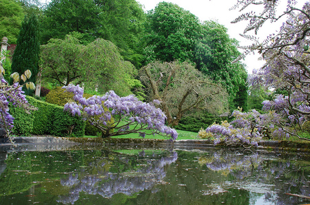 Spring Reflection - water, reflection, beautiful, flowers, spring, park