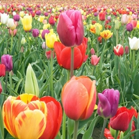 tulips