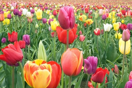 tulips - tulips, beautiful, flowers, field, fullcolour