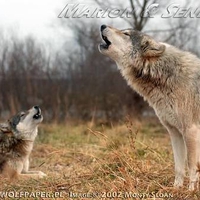 Two Wolves Howling Together