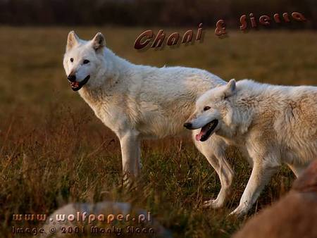 Two Love Wolves - nature, wild wolves, white wolves, animals, wolves