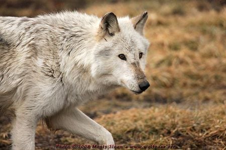 Eclipse - hunter, white wolf, nature, dogs, wild wolves, lone wolf, animals, wildlife, dirty wolves