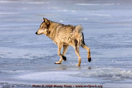 The Wolf In Water Shaking It's Self Dry