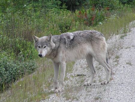 Grey Wolf - cunning, wolf, beautiful, majestic, canine, dog, free, grey wolf, grey