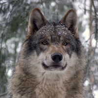 Majestic Grey Wolf